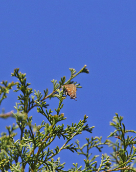 Hessel's Hairstreak